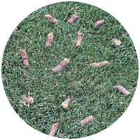 Shakopee turfgrass aeration and seeding