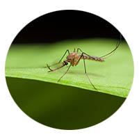 Shakopee MN mosquito control