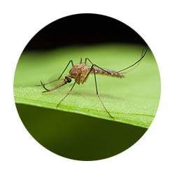 Shakopee spring touch mosquito control