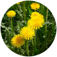 Shakopee grass weed control